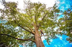 How Our Tree Care Process Works  in  Desert Palms, CA