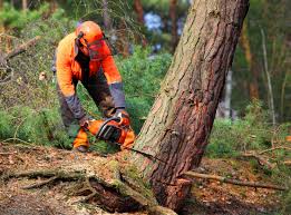 Best Tree Preservation Services  in Desert Palms, CA