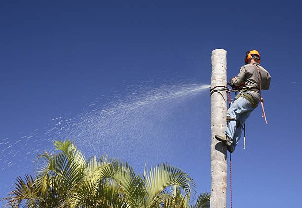 Best Root Management and Removal  in Desert Palms, CA